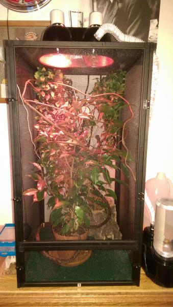 Cage as of right now still need to setup the reptirain. Love that Ficus plant and so does he.