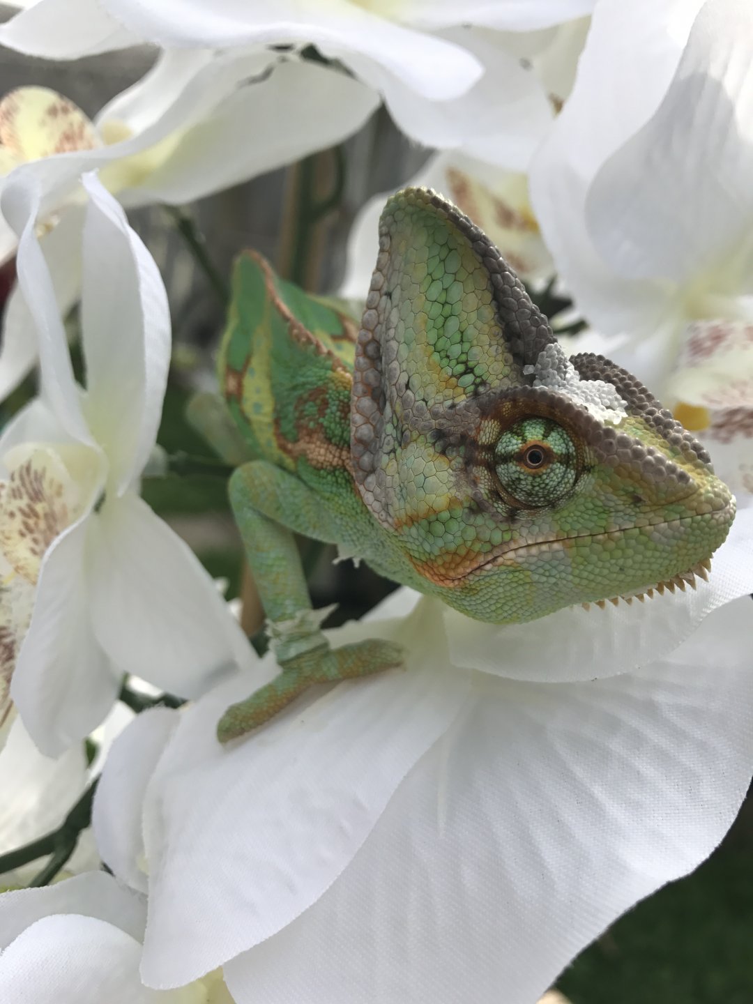 Calcifer The Fire Demon!