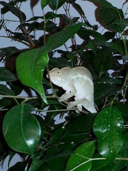 Callie, My Female Nosy Faly