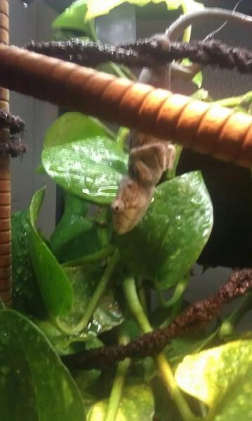 Calliope 8/23/2011