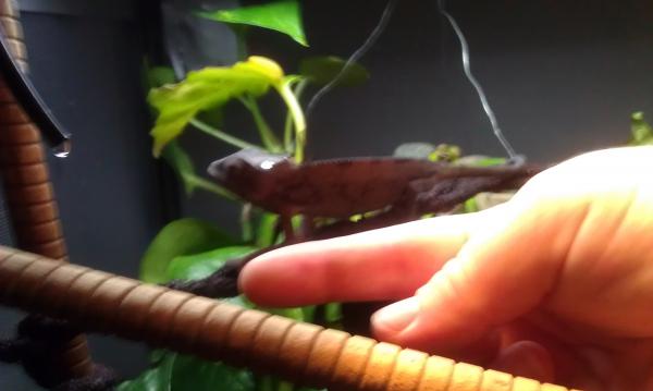 Calliope comparison on 1st day 8/23