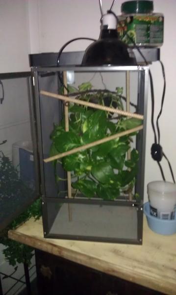 Calliope's first cage 8/2011