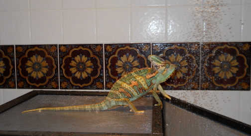 Caloo In Shower