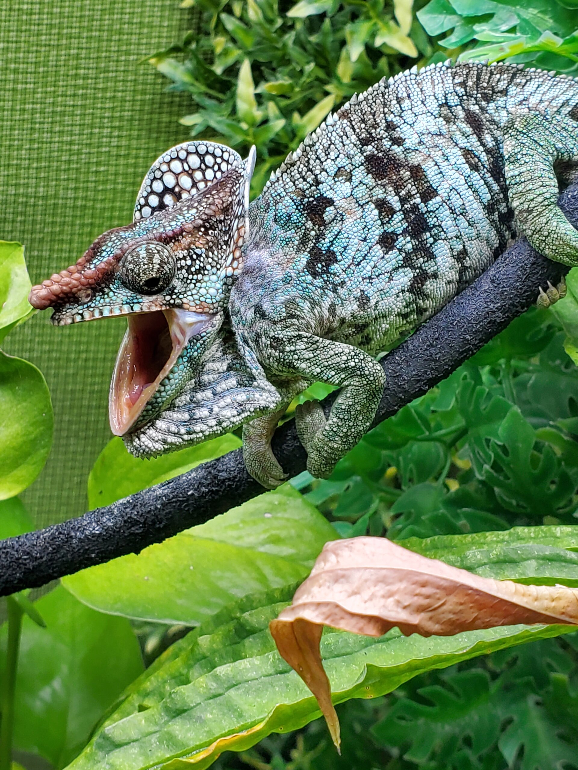 Calumma brevicorne