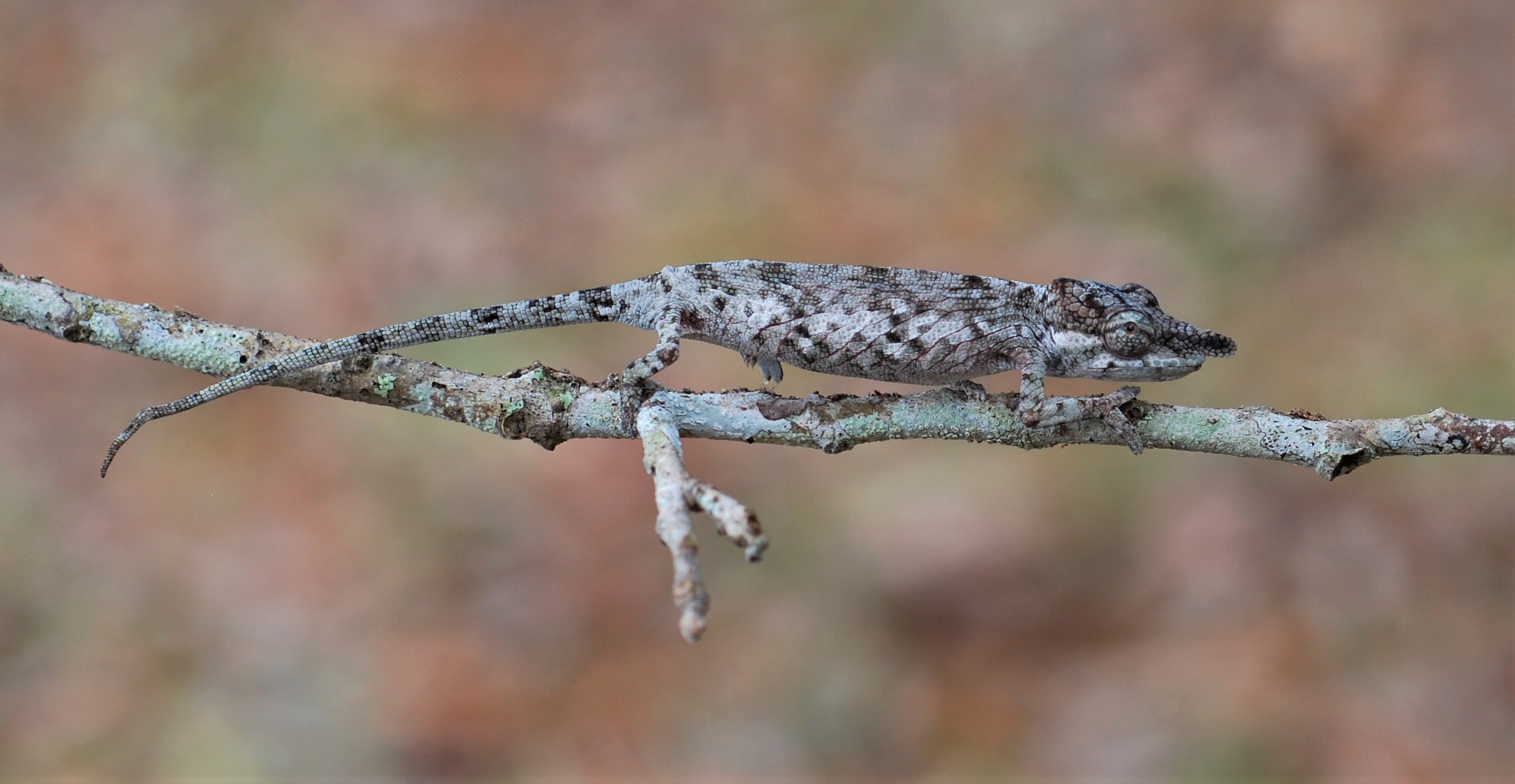 Calumma fallax - wc female.JPG