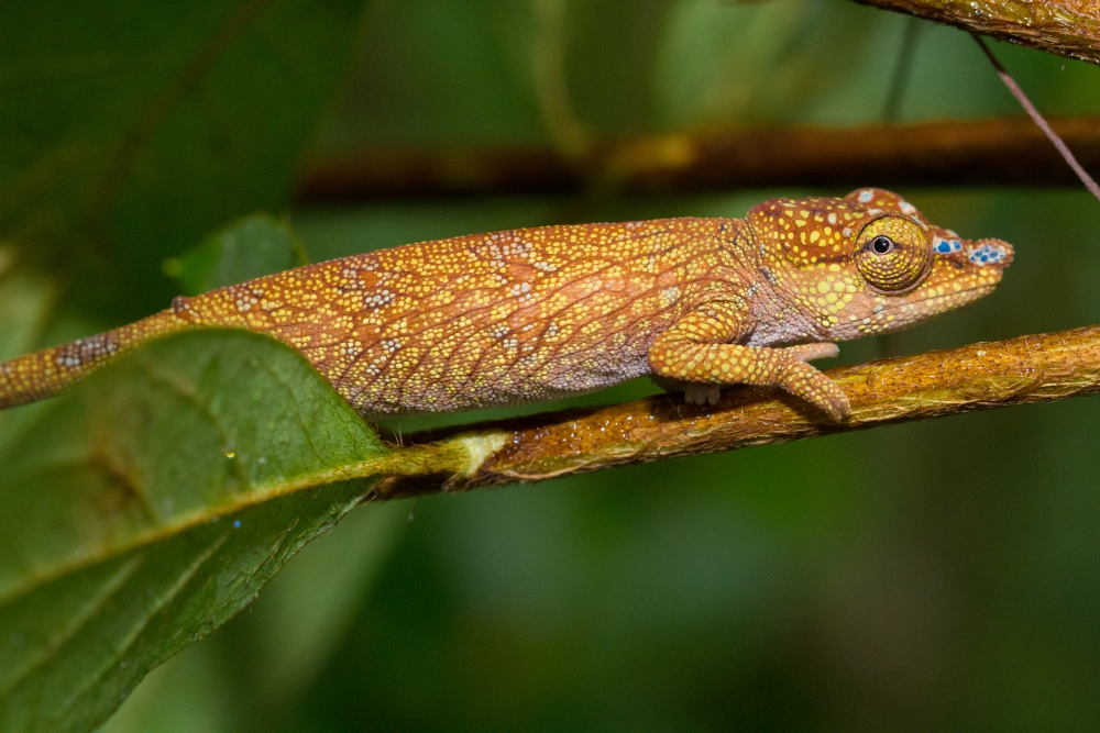 Calumma Nasutum, Analamazoatra National Park, Madagascar