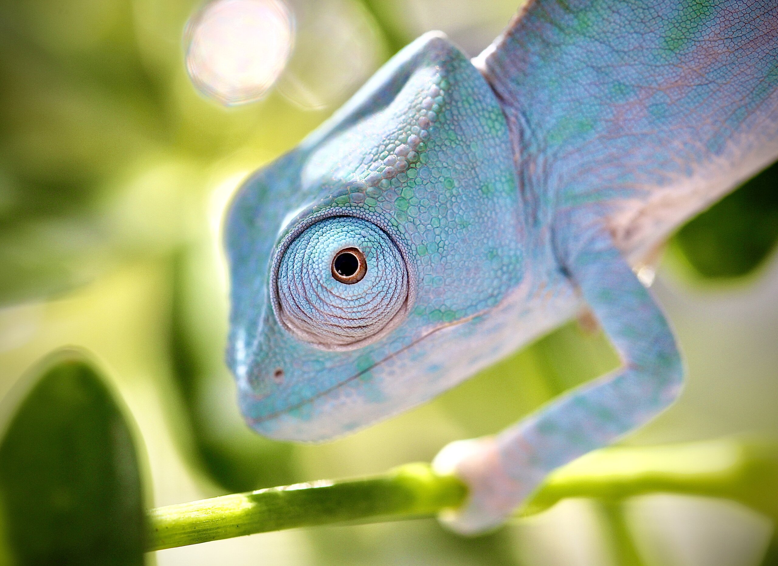 Calumma parsonii cristifer | Chameleon Forums