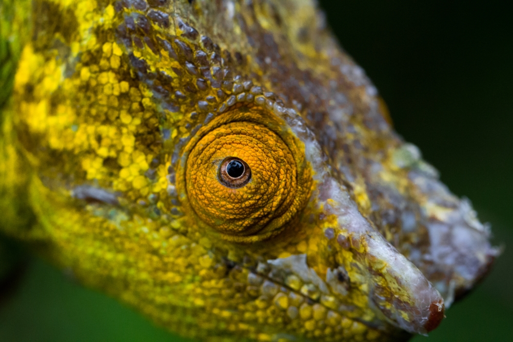 Calumma Parsonii Parsonii Male, Near Andasibe, Madagascar