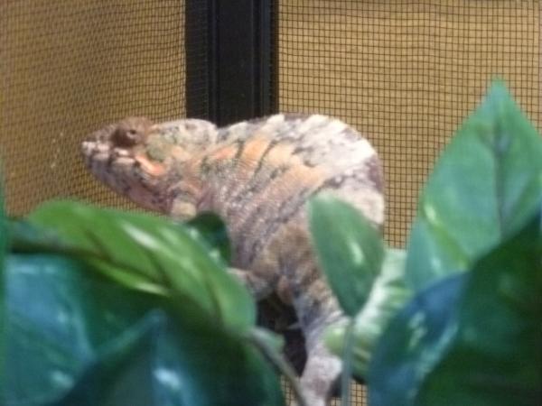 CALYPSO, the first time she became receptive