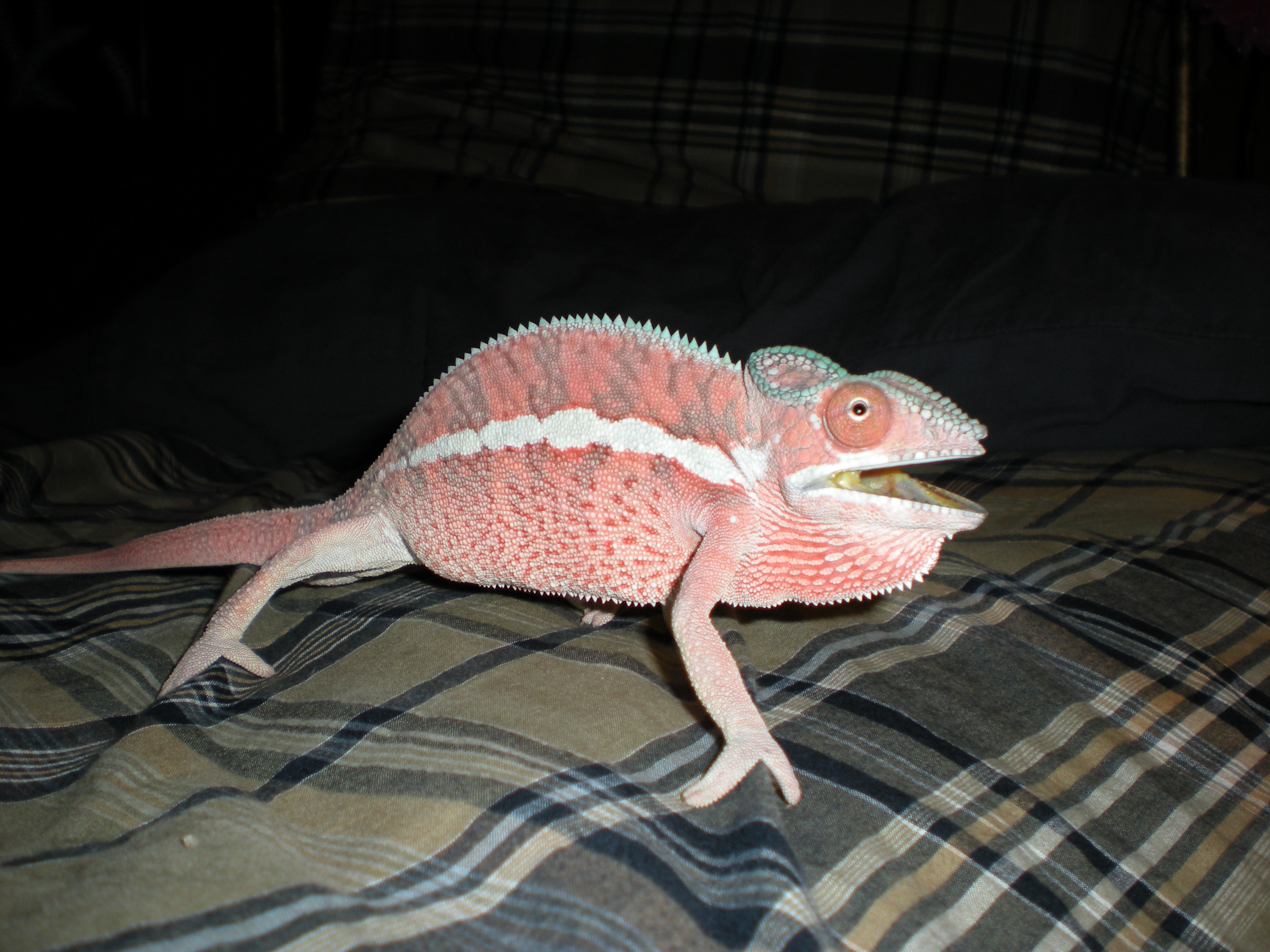 Calypso