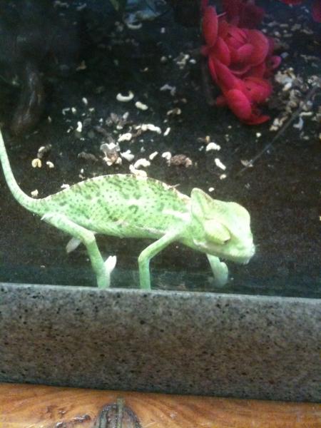 came back a few minutes later and found she was stuck behind a feed dish and the glass, she was lime green untill she got out and then she changes col