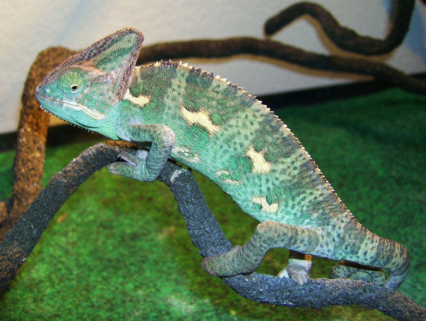 Cami | Chameleon Forums