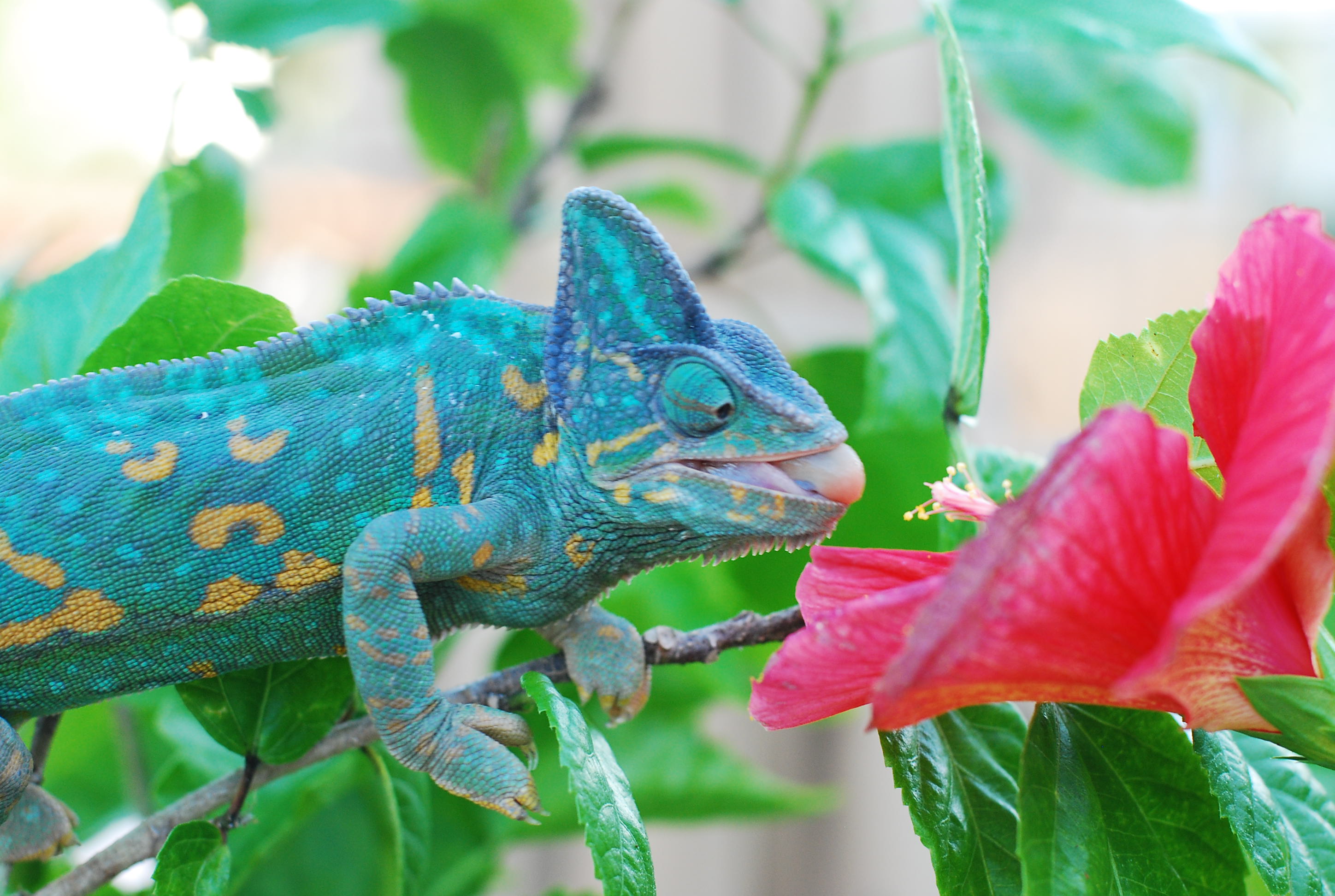 Camille And Her Hibiscus