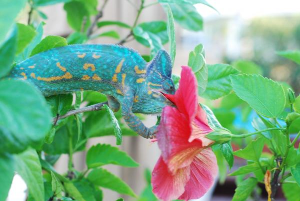 Camille eating her daily Hibiscus