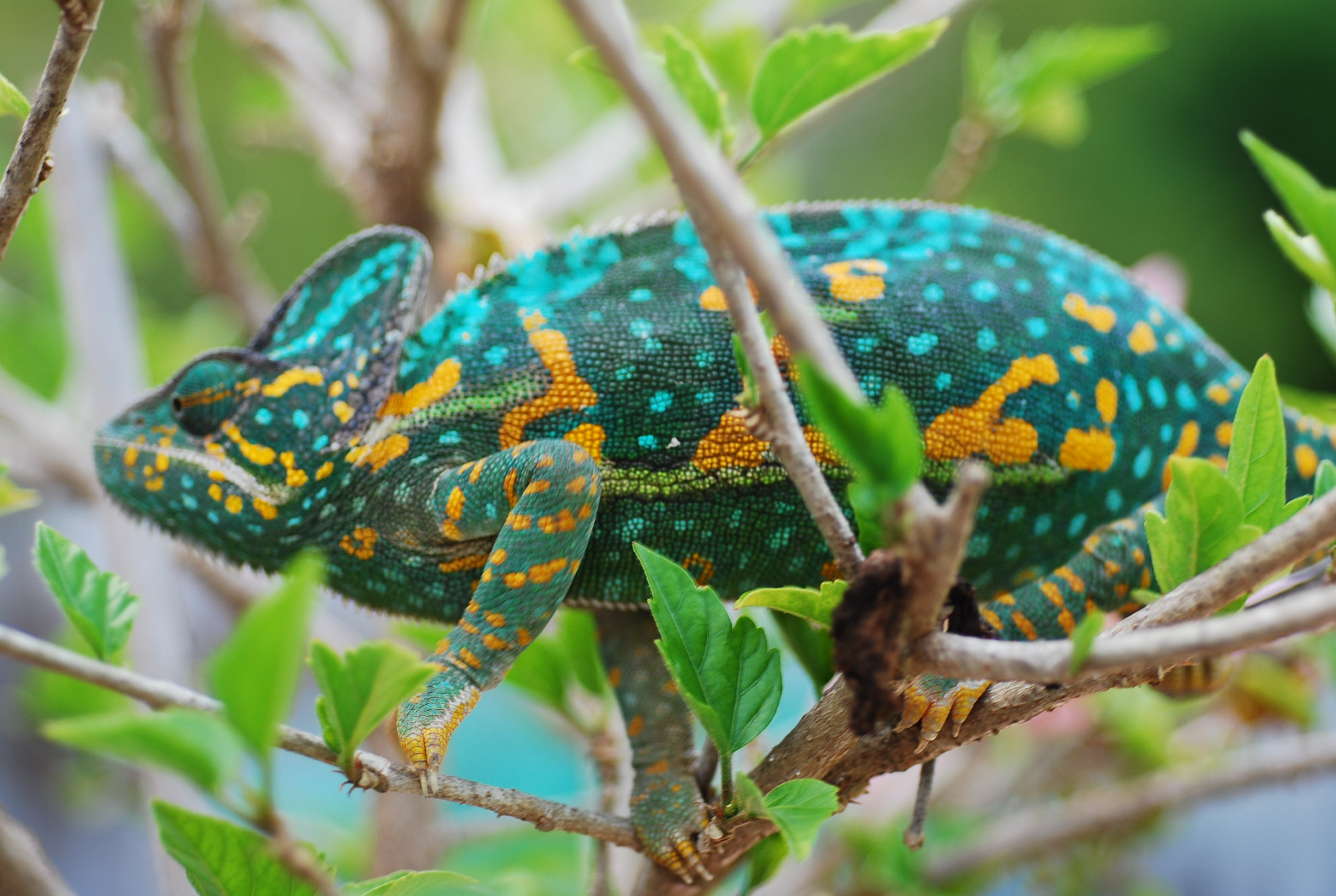 Camille My Beautiful Little Girl