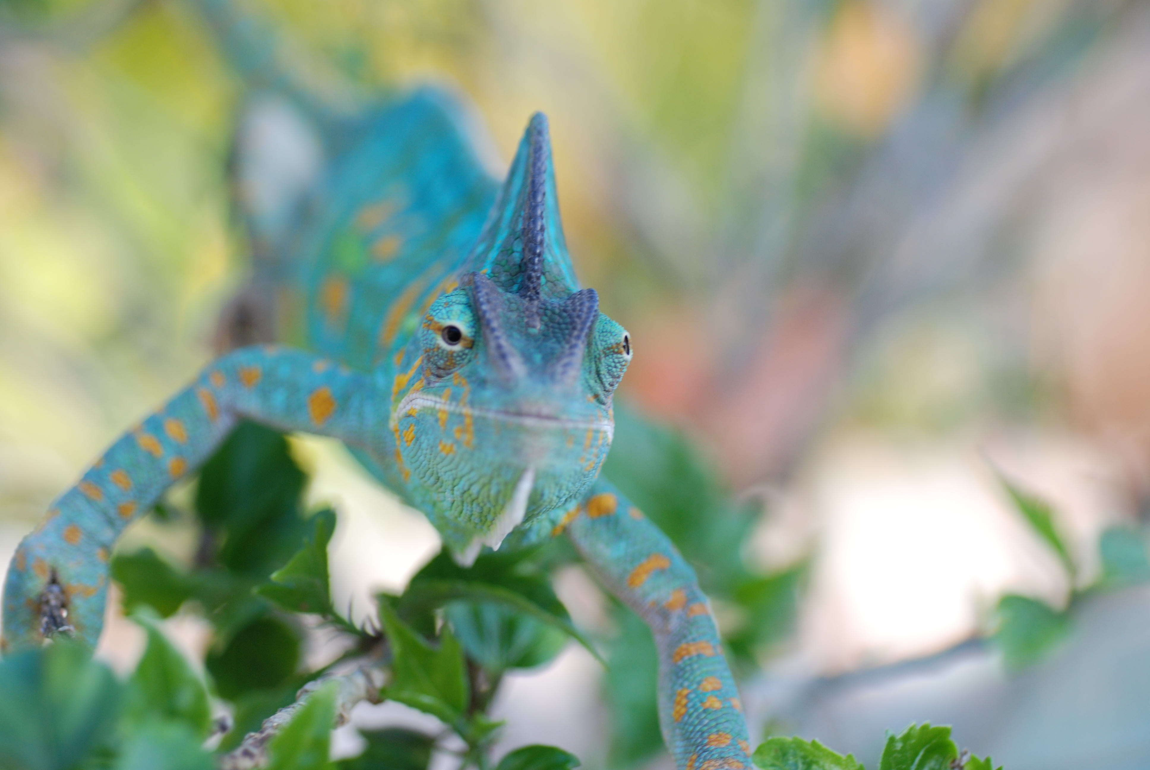 Camille My Beautiful Little Girl