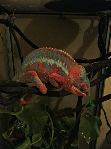 Camille's Sire "Cinder"