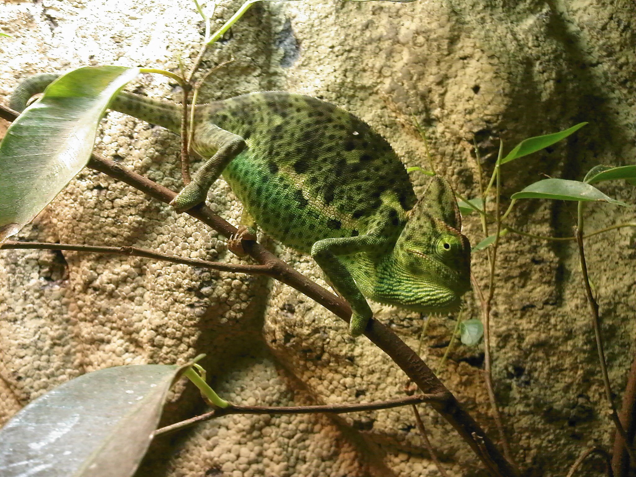 Camo Chameleon :d