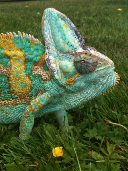 Camo enjoying the feel of the grass under his feet - June 2011