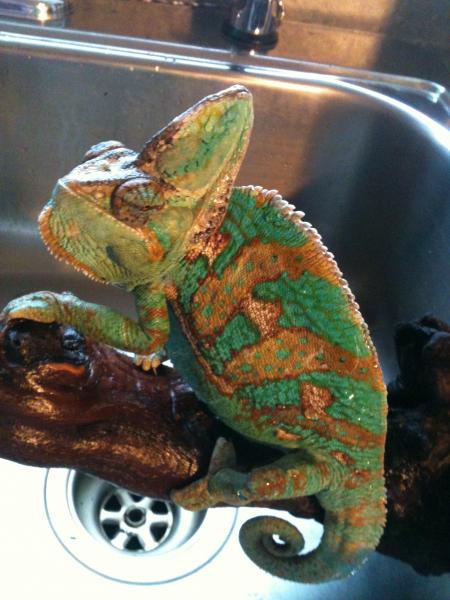 Camo just finishing up a shower in the kitchen sink! He loves it!