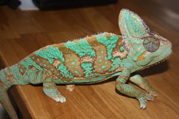 Camo posing for the camera! January 18, 2012