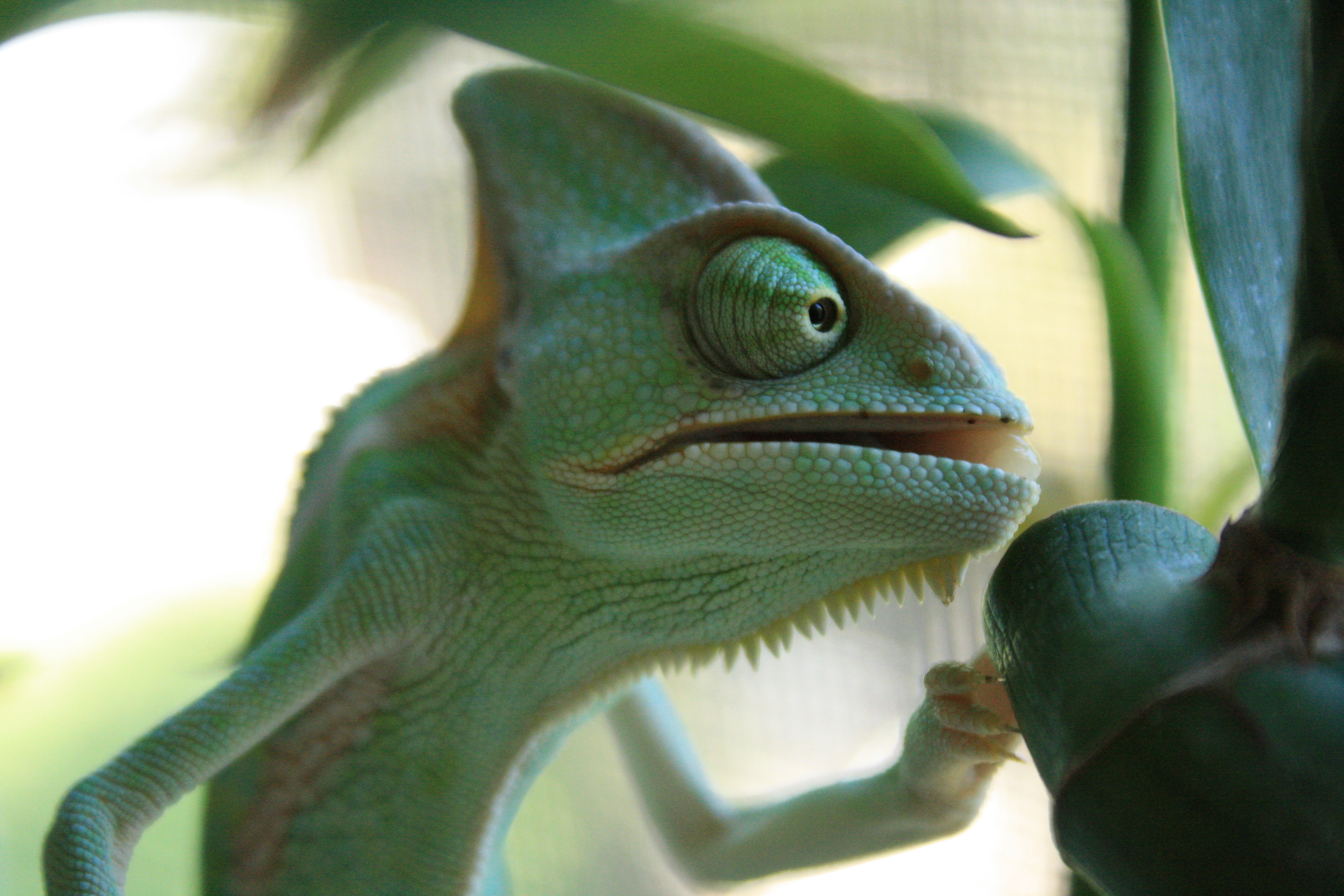 Camo The Chameleon On Bamboo