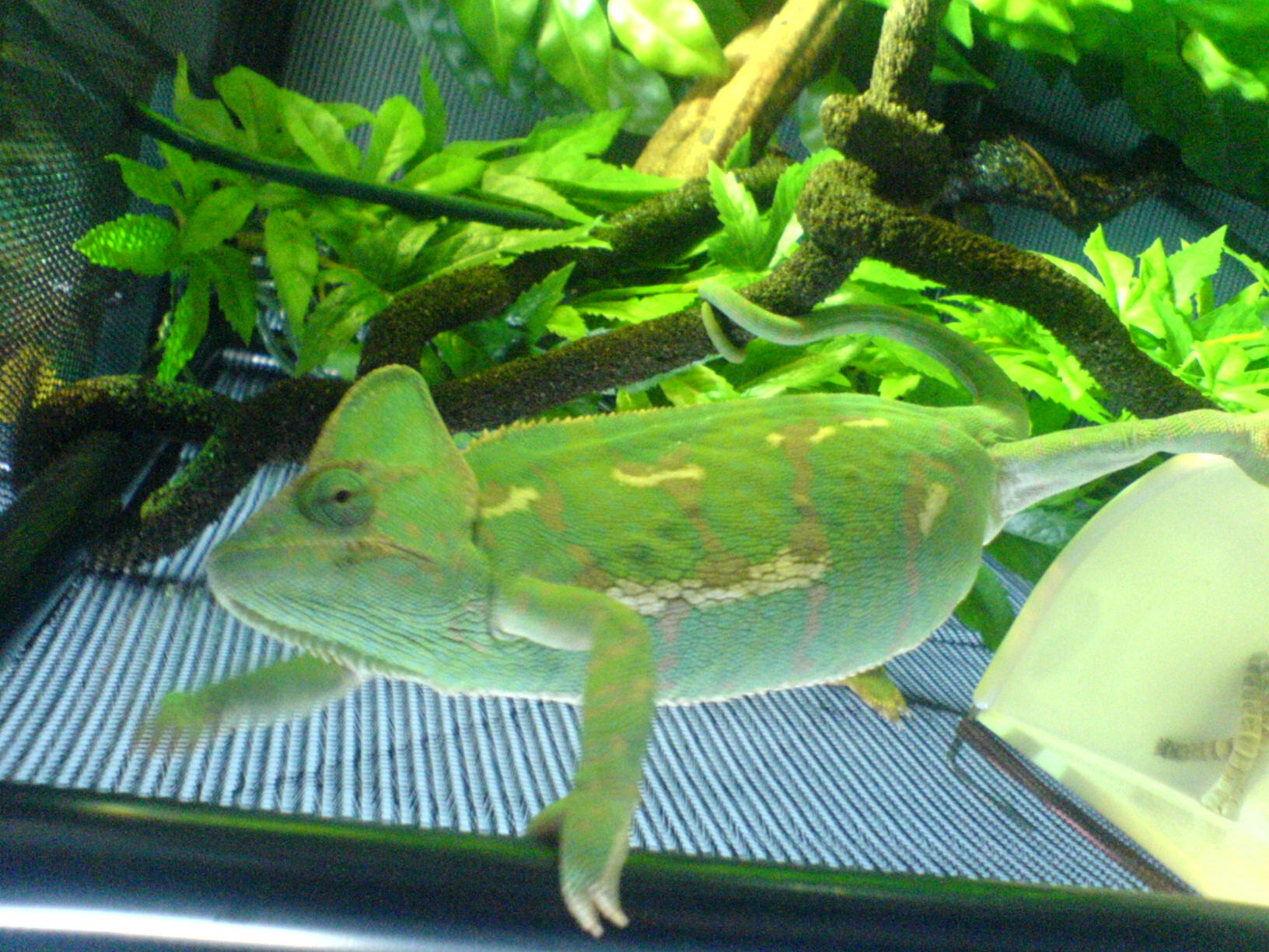 Camo Trying to Escape