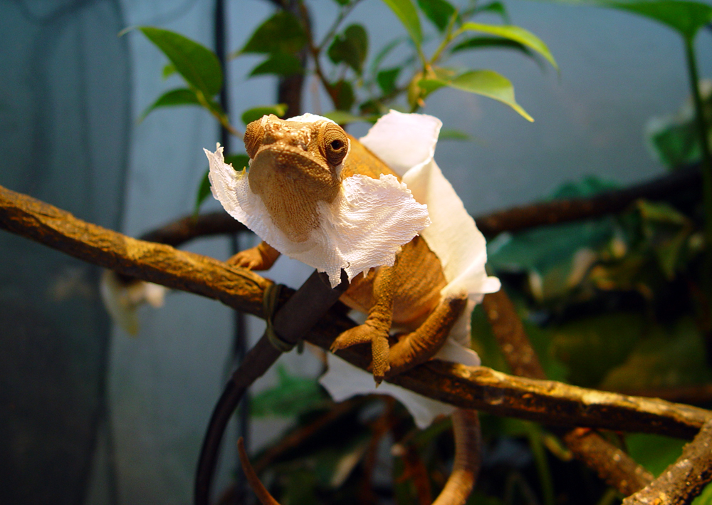 Can I Fly With These Wings?