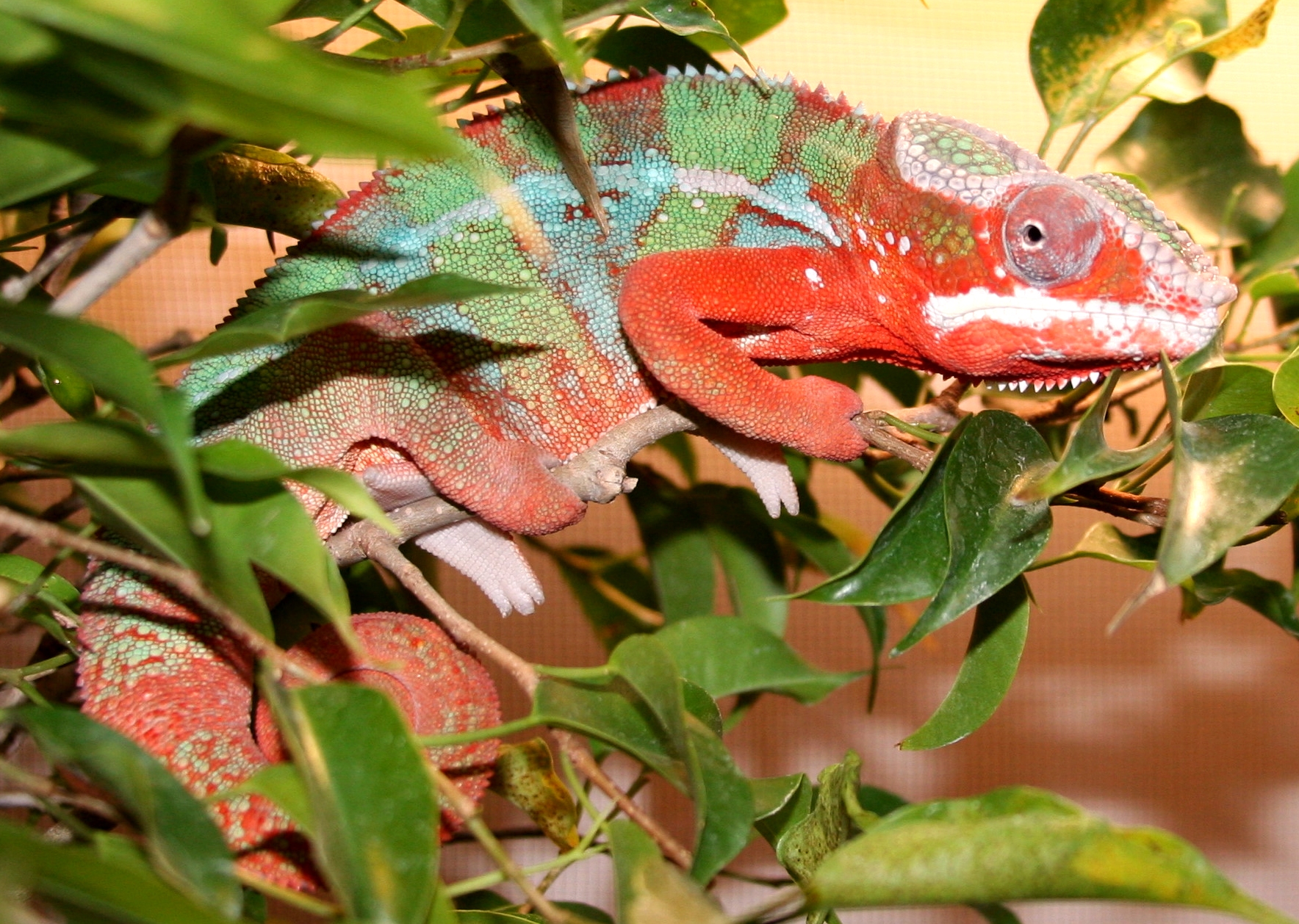 Can you please get me my morning coffee?