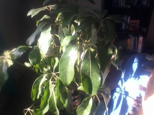 Can you spot Sol?