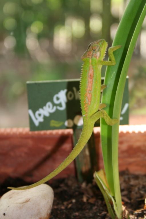 Cape Dward Chameleon Bradypodion Pumilum