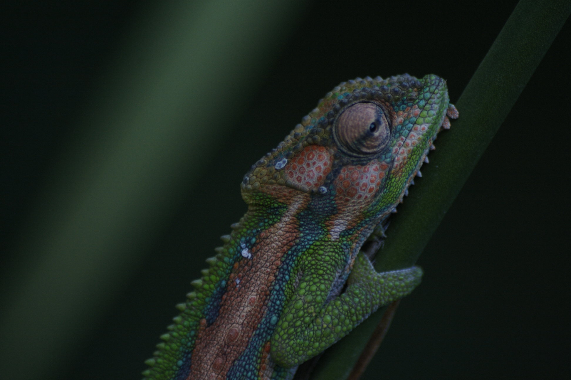 Cape Dward Chameleon