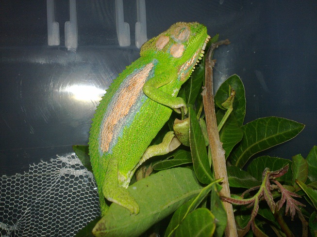 Cape Dwarf Chameleon