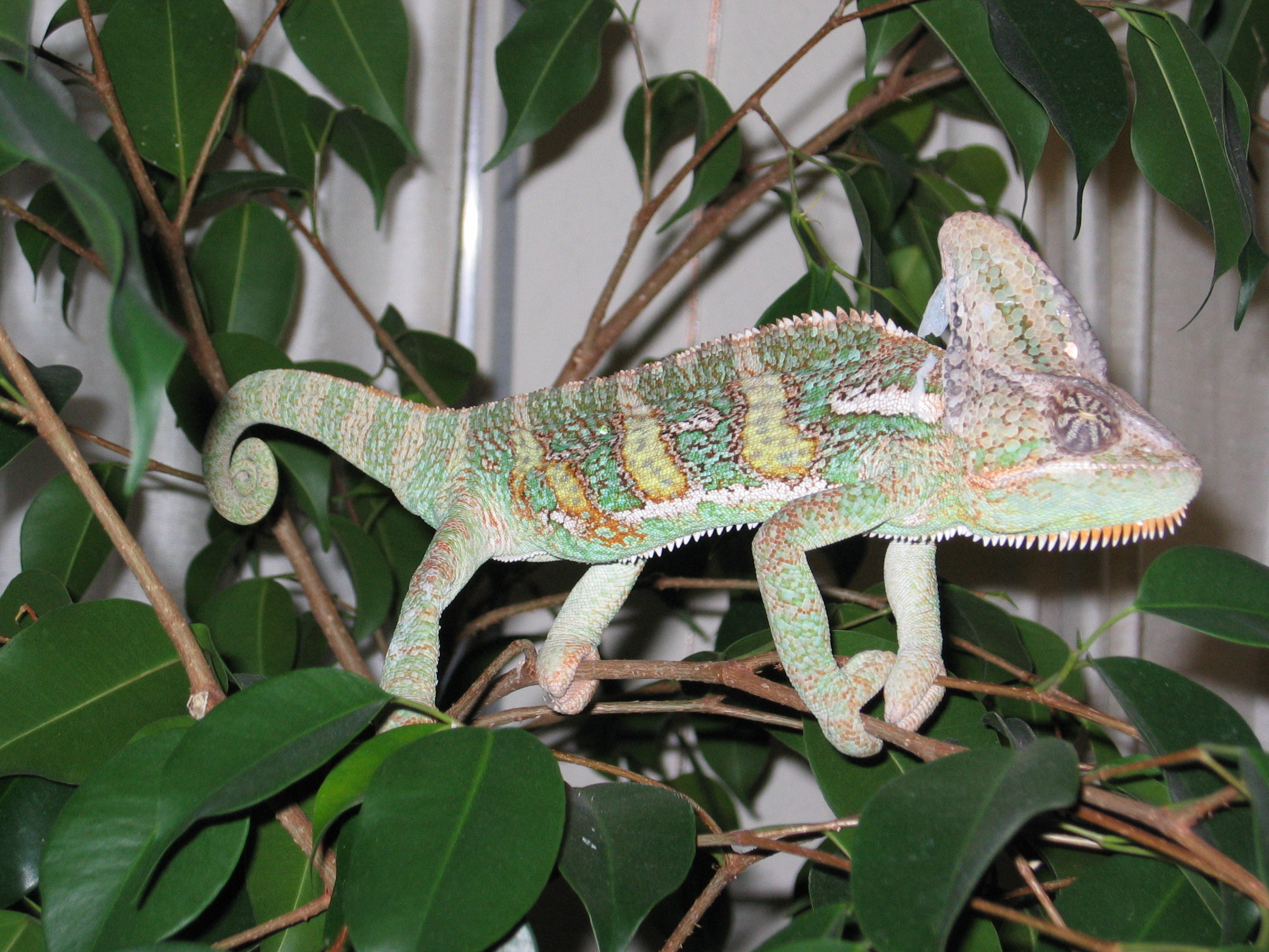 Captain Randy Showing Off