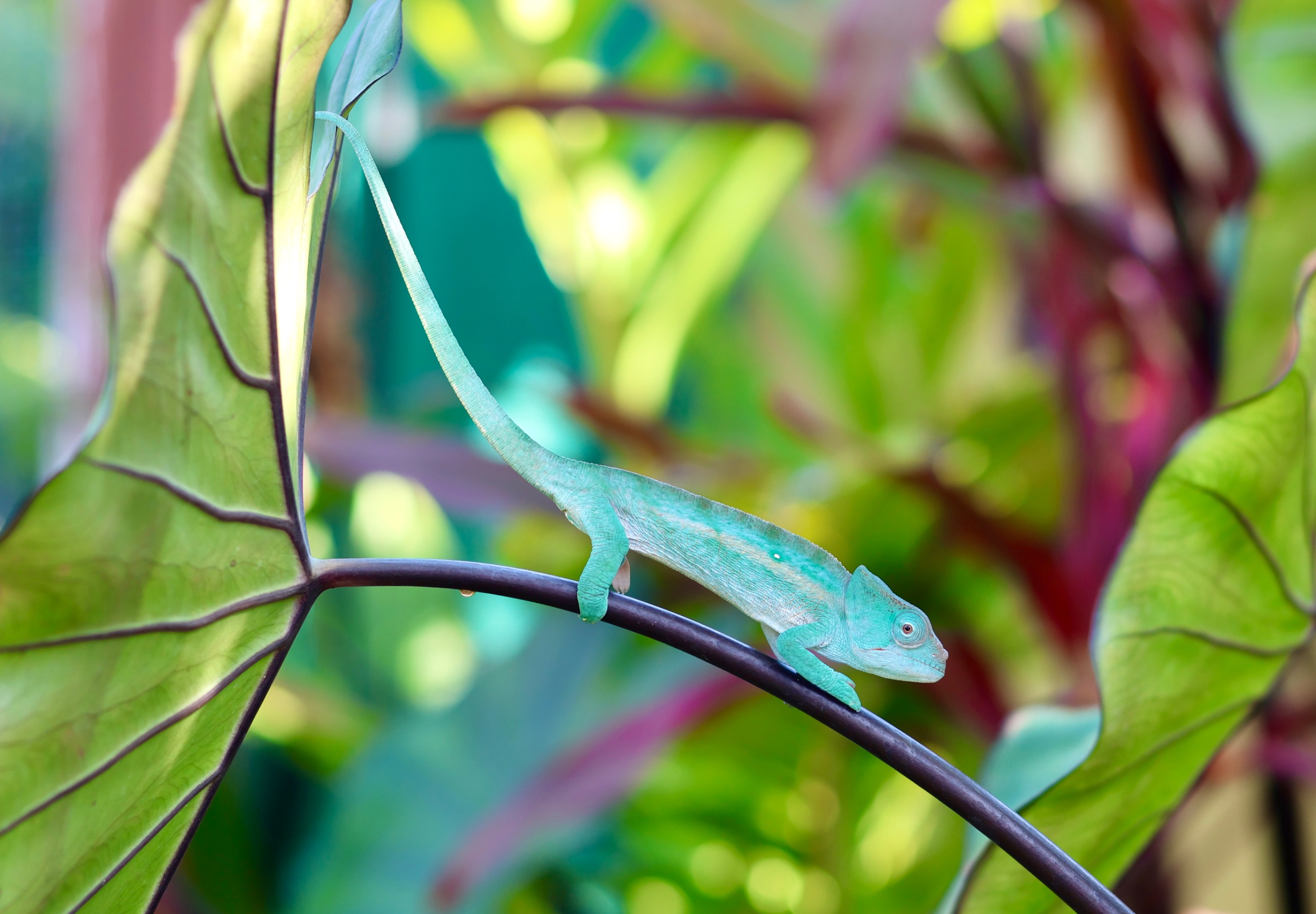 Captive bred Calumma globifer