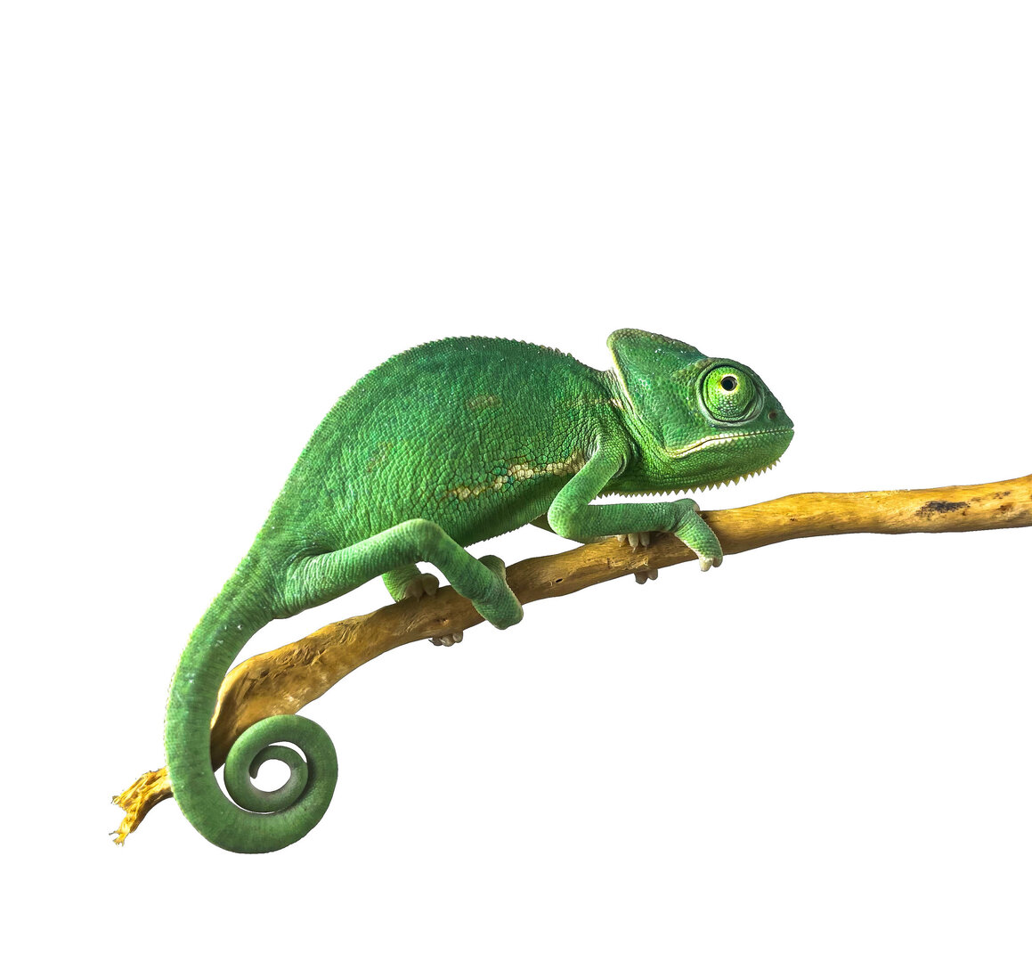 captive-bred-veiled-chameleon-female-juvenile-sm-3.jpg