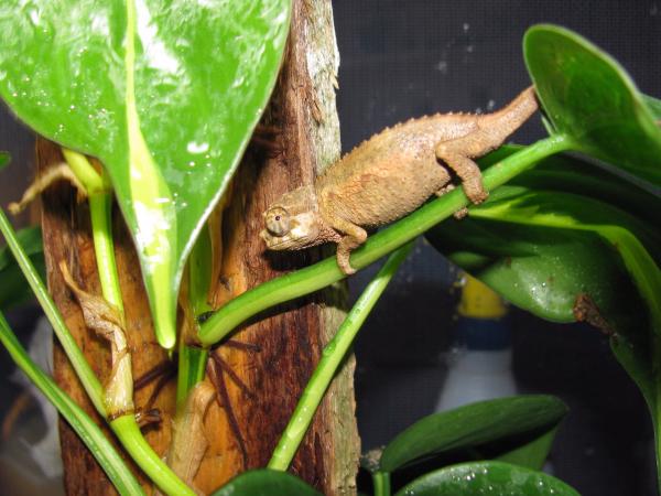 Captive Hatched hopefully male T.j. xantholophus from J. Walker.  About 2 grams here, born June 29 09