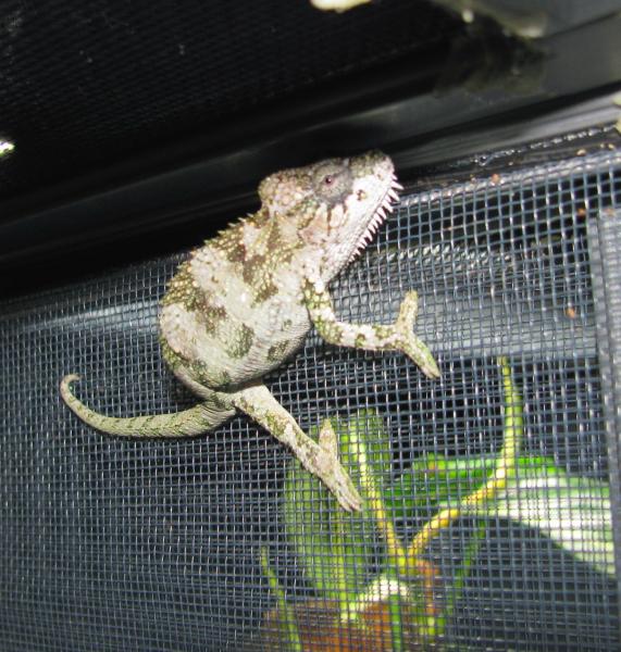 captive hatched T. hoehnelii from Chris Anderson