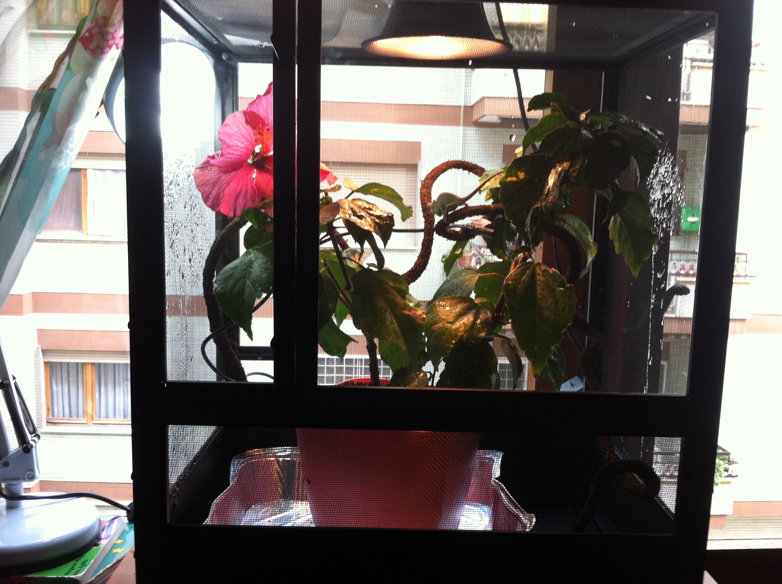 Carletto's Cage
