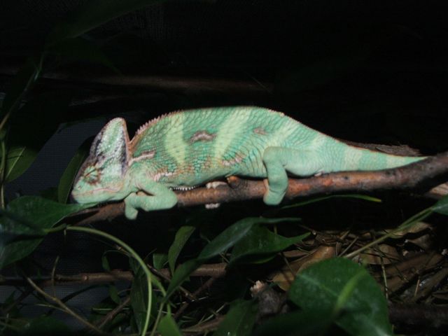 carlos catching some z's