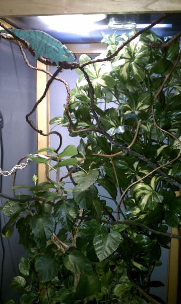 carmelo's personal 2'X2'X4' jungle