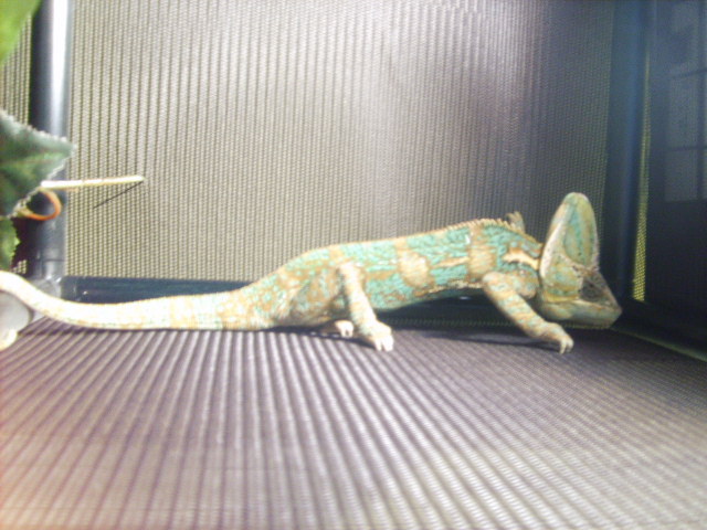 Carmen after Zoey encounter