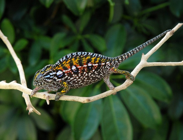 Carpet Chameleon