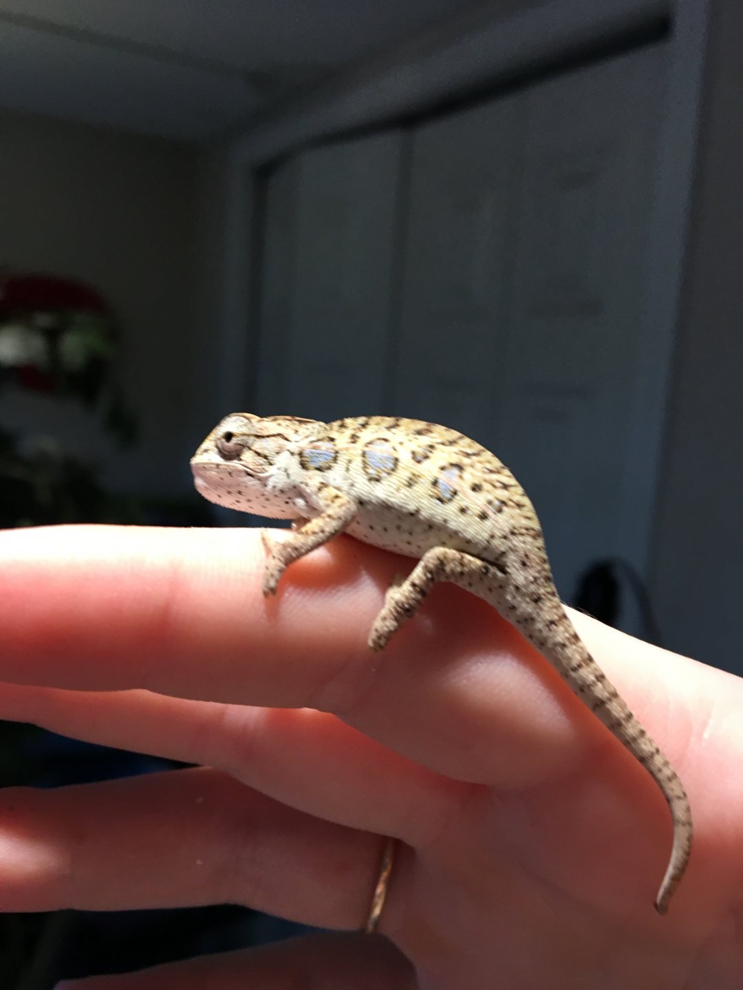 Carpet chameleon