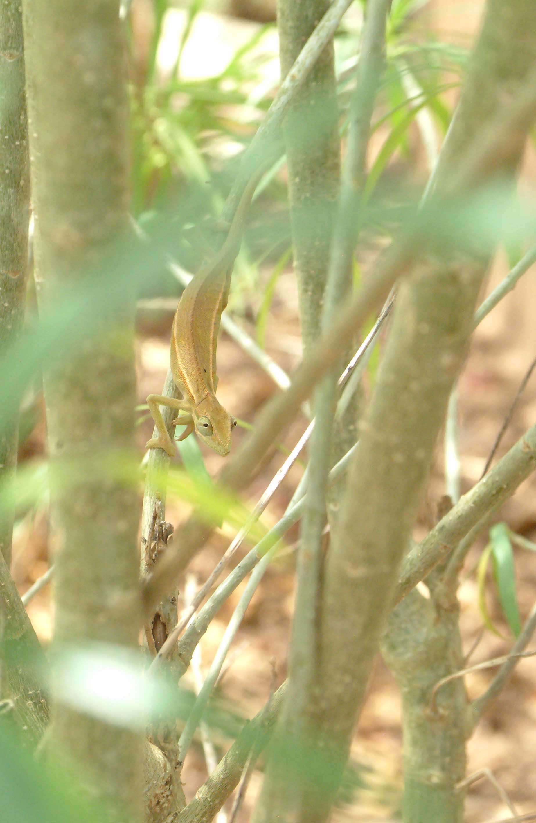 Cassava Bush Chameleon