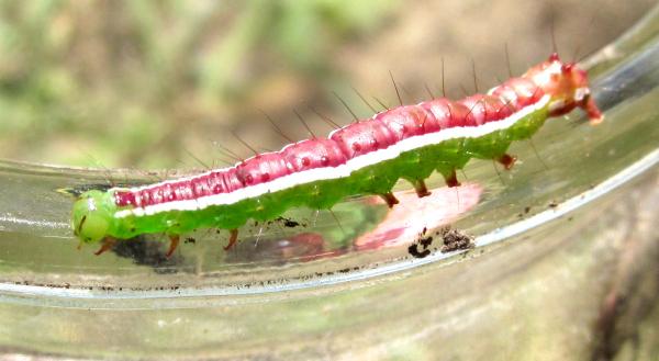 caterpillar, used as fish bait haha