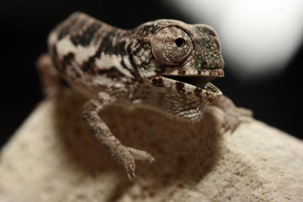 catherine adams (pardalisgirls) chams