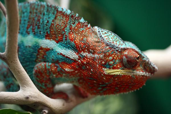 catherine adams (pardalisgirls) chams