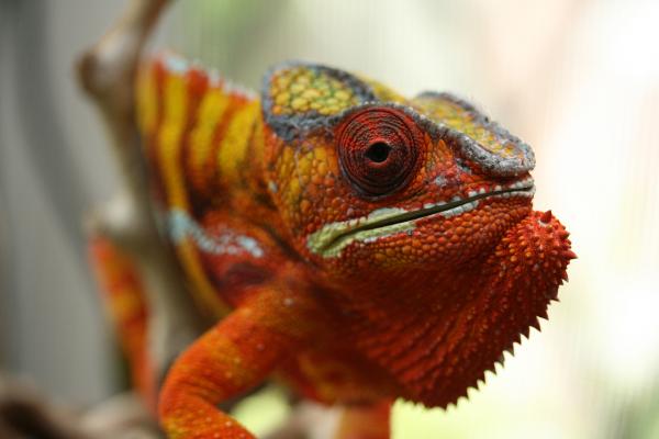 catherine adams (pardalisgirls) chams