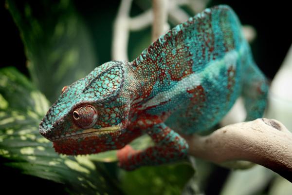 catherine adams (pardalisgirls) chams